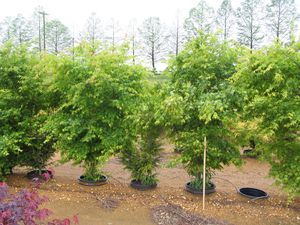 Acer palmatum (Japanese Maple)