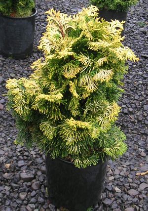 Chamaecyparis obtusa (False Cypress)
