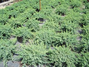 Juniperus conferta (Shore Juniper)