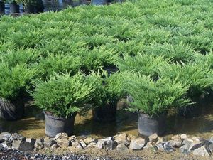 Juniperus horizontalis (Creeping Juniper)