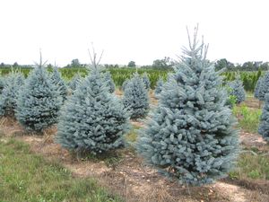 Picea pungens (Fat Albert Blue Spruce)
