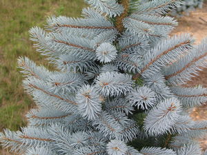 Picea pungens (Blue Spruce)
