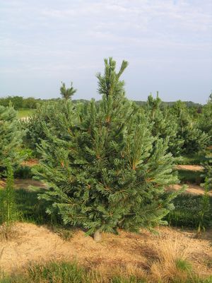 Pinus flexilis (Limber Pine)