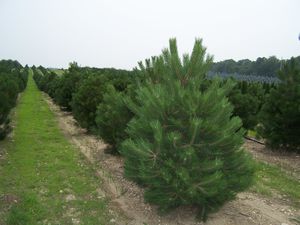 Pinus nigra (Austrian Pine)
