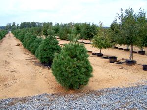 Pinus strobus (White Pine)