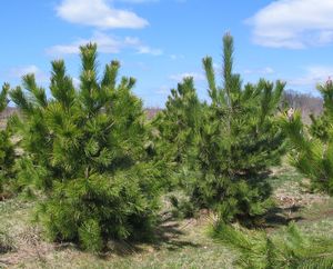Pinus thunbergii (Pine)