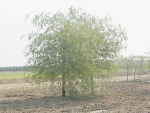 Salix alba (Golden Weeping Willow)