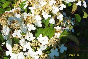 Viburnum plicatum v. tomentosum (Viburnum)