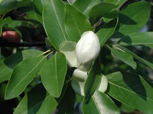 Magnolia virginiana (Magnolia)