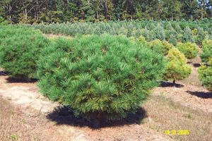 Pinus densiflora (Red Pine)