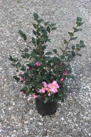 Camellia sasanqua (Camellia)