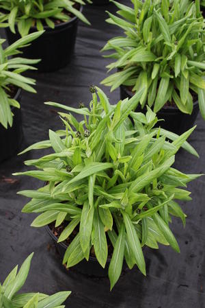 Centaurea montana (Mountain Bluet)