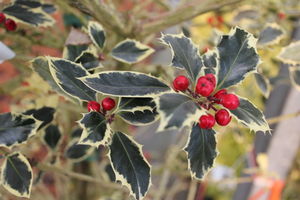 Ilex aquifolium (Variegated English Holly)