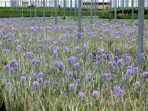Iris pallida ()
