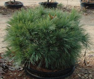 Pinus strobus ()