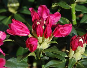 Rhododendron x (Rhododendron)
