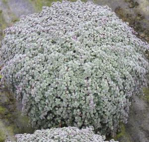 Thymus pseudolanuginosus (Wooly Thyme)