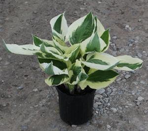 Hosta fortunei (Plantain Lily)
