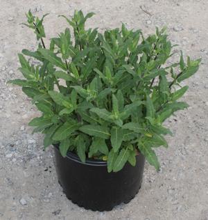 Salvia nemorosa (Ornamental Sage)