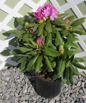 Rhododendron catawbiense (Rhododendron)