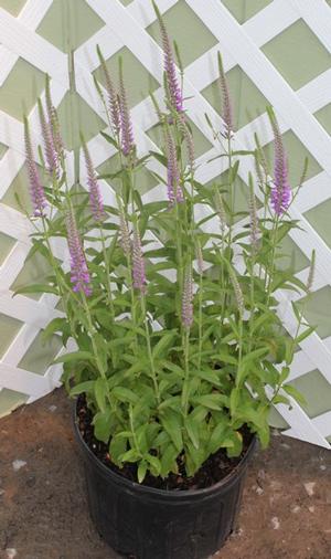Veronica longifolia (Speedwell)