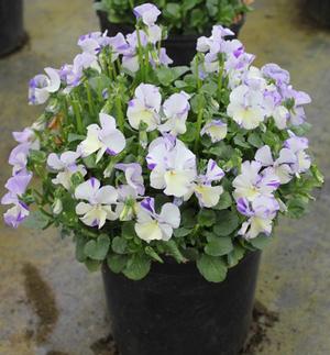 Viola pubescens (Sweet Violet)
