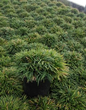 Ophiopogon japonicus (Dwarf Mondo Grass)