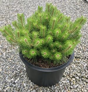 PINUS densiflora x nigra (Japanese red pine)