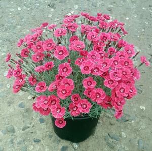 Dianthus x (Pinks)