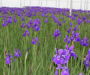 Iris sibirica (Siberian Iris)