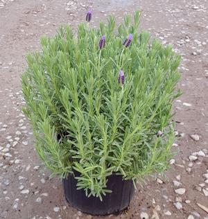 Lavandula stoechas (Lavender)