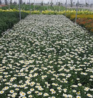 Leucanthemum x superbum (Daisy)