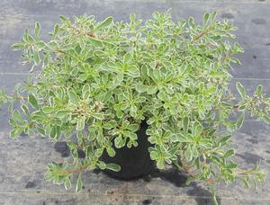 Sedum spurium (Stonecrop)