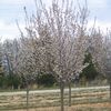 Prunus serrulata 'Snowgoose'