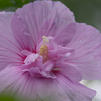 Hibiscus syriacus ('Notwoodone') 'Lavender Chiffon ™'