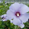 Hibiscus syriacus ('Marina') 'Blue Satin ®'