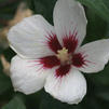 Hibiscus syriacus ('Antong Two') 'Lil'Kim™'