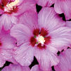 Hibiscus syriacus ('Minrosa') 'Rose Satin ®'
