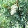 Pinus parvifolia 'Glauca'