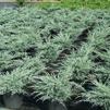 Juniperus chinensis 'Angelica Blue'