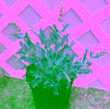 Salvia nemorosa 'Blue Hill'