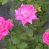Rosa x 'Double Pink Knockout'