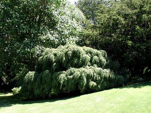 Tsuga canadensis (Weeping Hemlock)