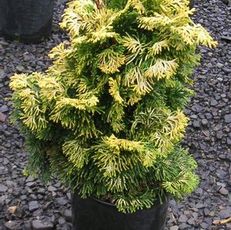 Chamaecyparis obtusa 'Verdoni' - False Cypress